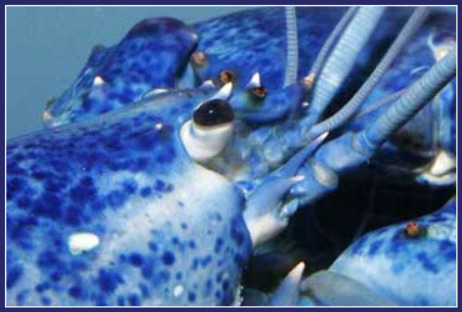 blue-lobster.jpg