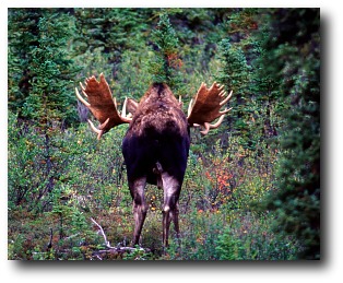 moose-facts-back-end.jpg moose-facts-back-end.jpg