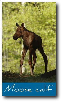 moose-facts-baby.jpg