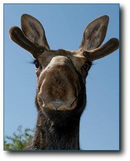 moose-facts-pretty-moose.jpg