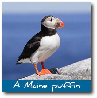 rockland-maine-puffin