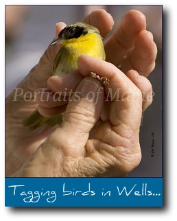 wells-beach-maine-bird