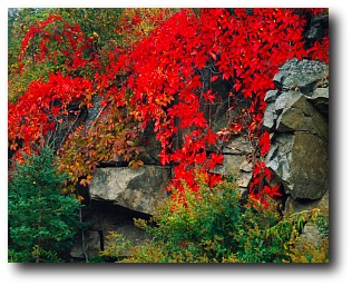 fall-foliage-in-New-England.jpg