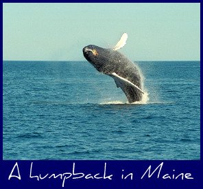 humpback-whale-maine