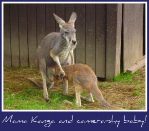 Maine-zoo-kangaroo.jpg