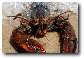 maine-lobster.jpg
