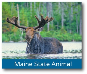 maine-moose.jpg