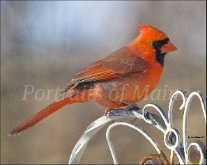 pictures-of-maine_cardinal